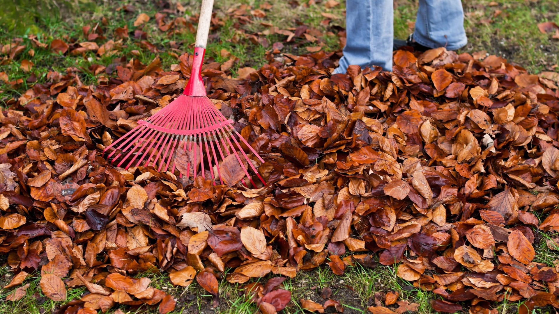 Wer Bäume im Garten hat, muss im Herbst viel Laub entsorgen.