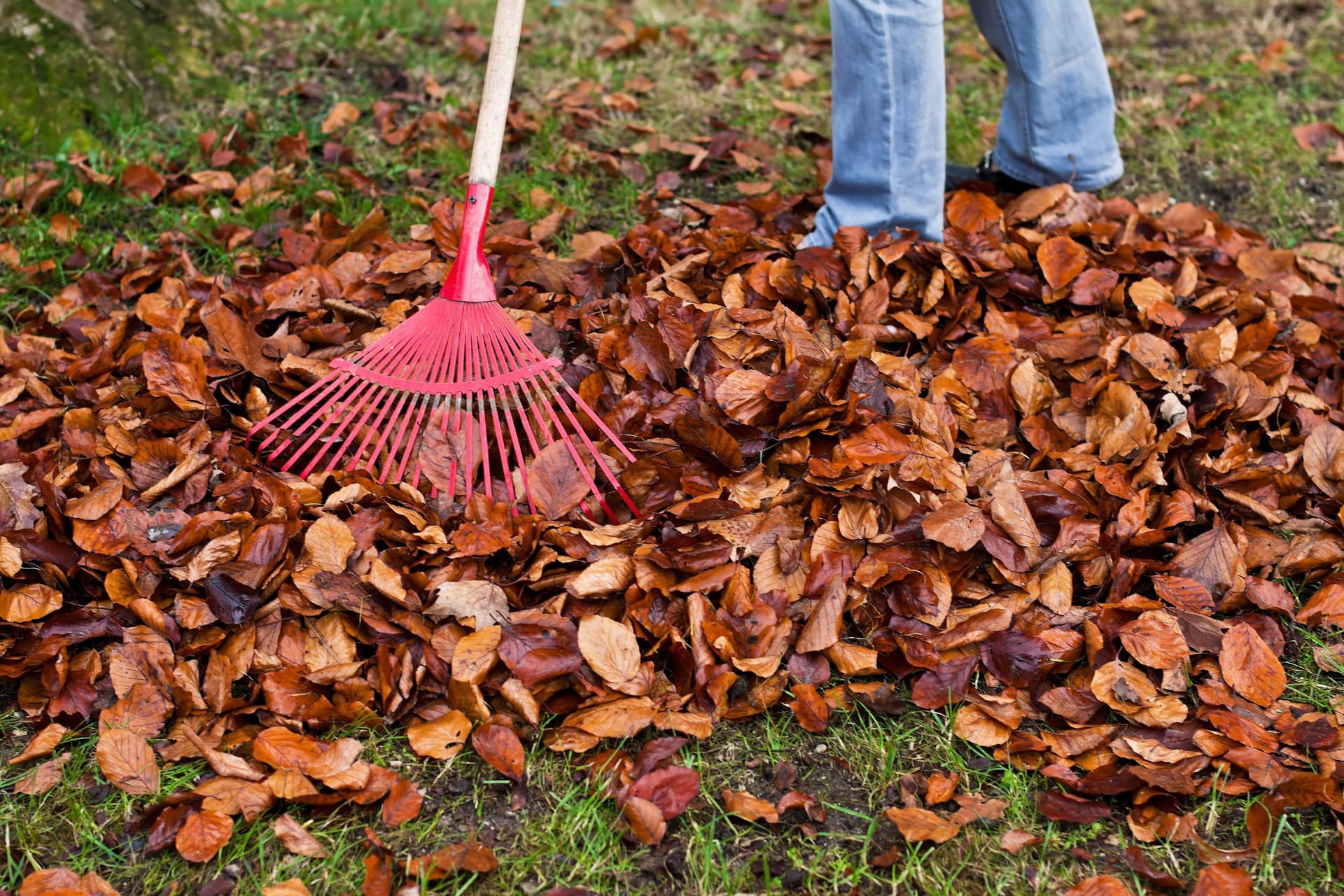 Wer Bäume im Garten hat, muss im Herbst viel Laub entsorgen.