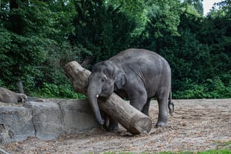 Elefantenbulle Santosh beim Training (Archivbild): Das Tier ist an einem Virus gestorben.