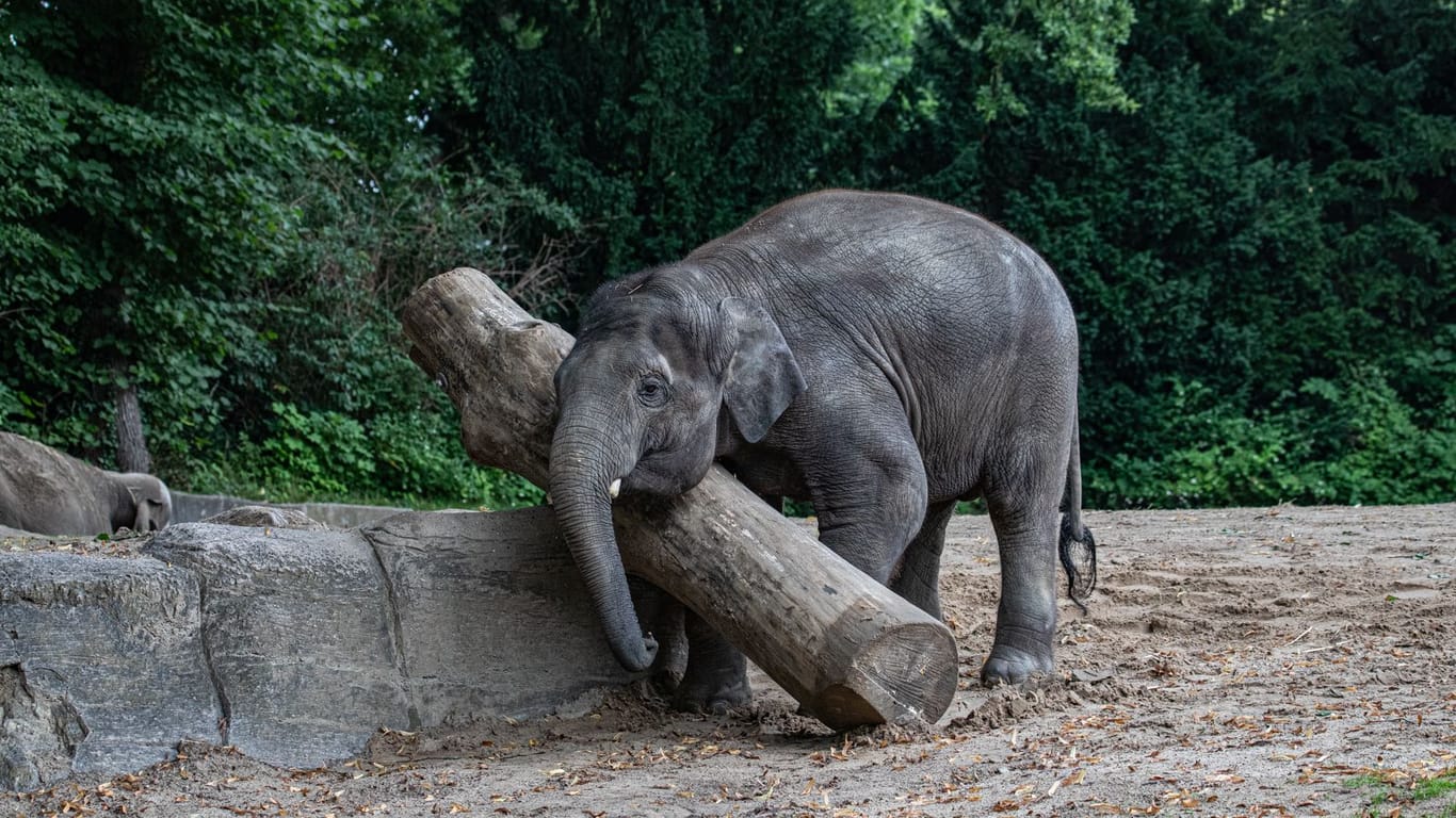 Elefantenbulle Santosh beim Training (Archivbild): Das Tier ist an einem Virus gestorben.