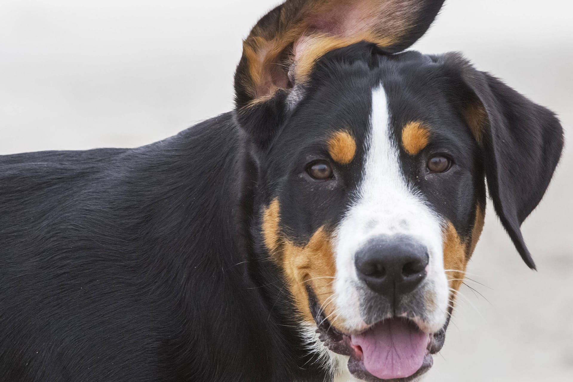 Ein Großer Schweizer Sennenhund (Symbolbild): Zwei Wirte auf der Schweizer Alp Flumsberg suchen seit Wochen ihren Hund Biggie.