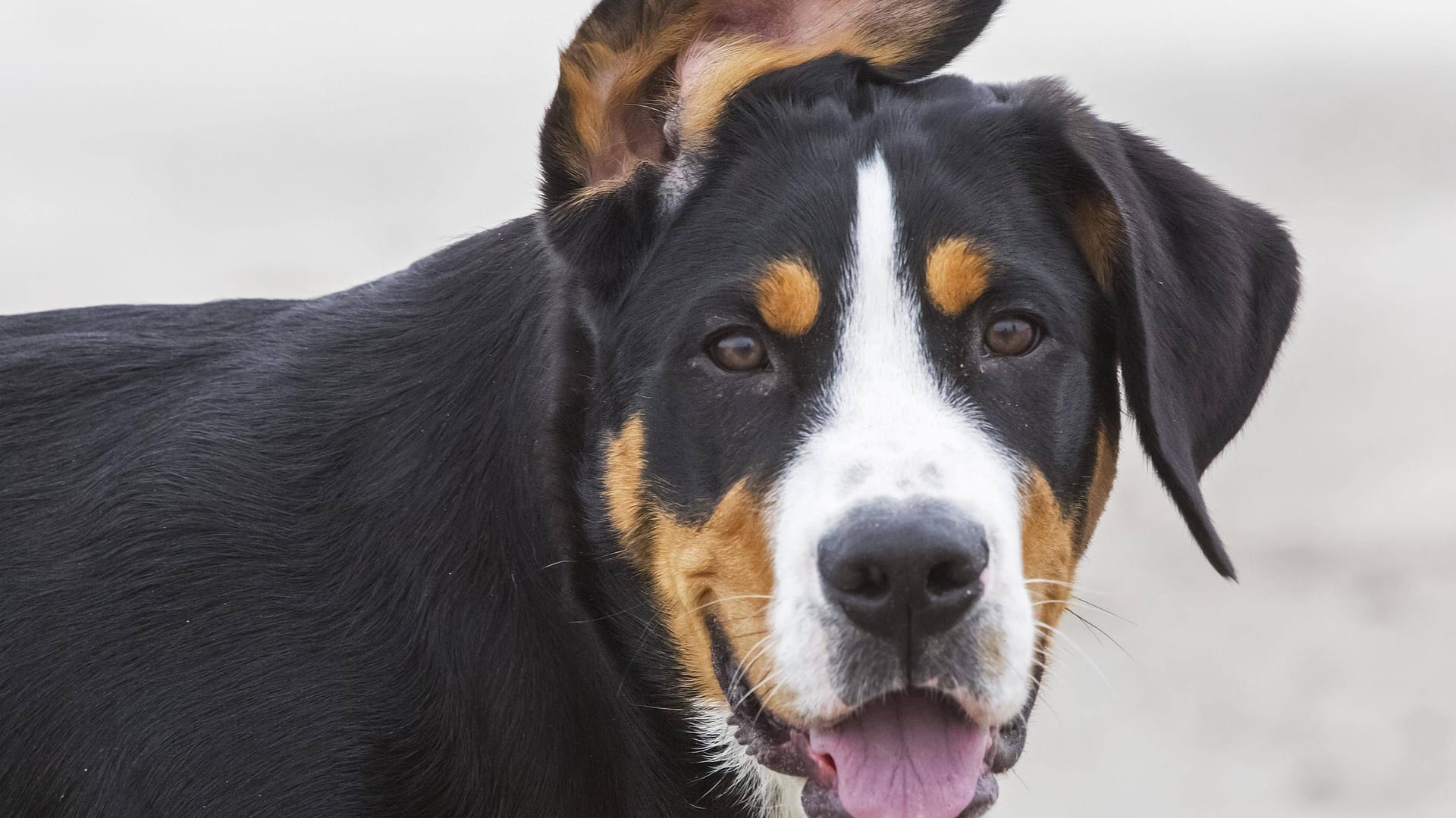 Ein Großer Schweizer Sennenhund (Symbolbild): Zwei Wirte auf der Schweizer Alp Flumsberg suchen seit Wochen ihren Hund Biggie.