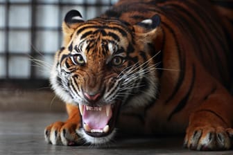 Sumatra-Triger (Symbolbild): Das Tier wurde in einem geschlossenen Raum in einem Käfig gehalten.