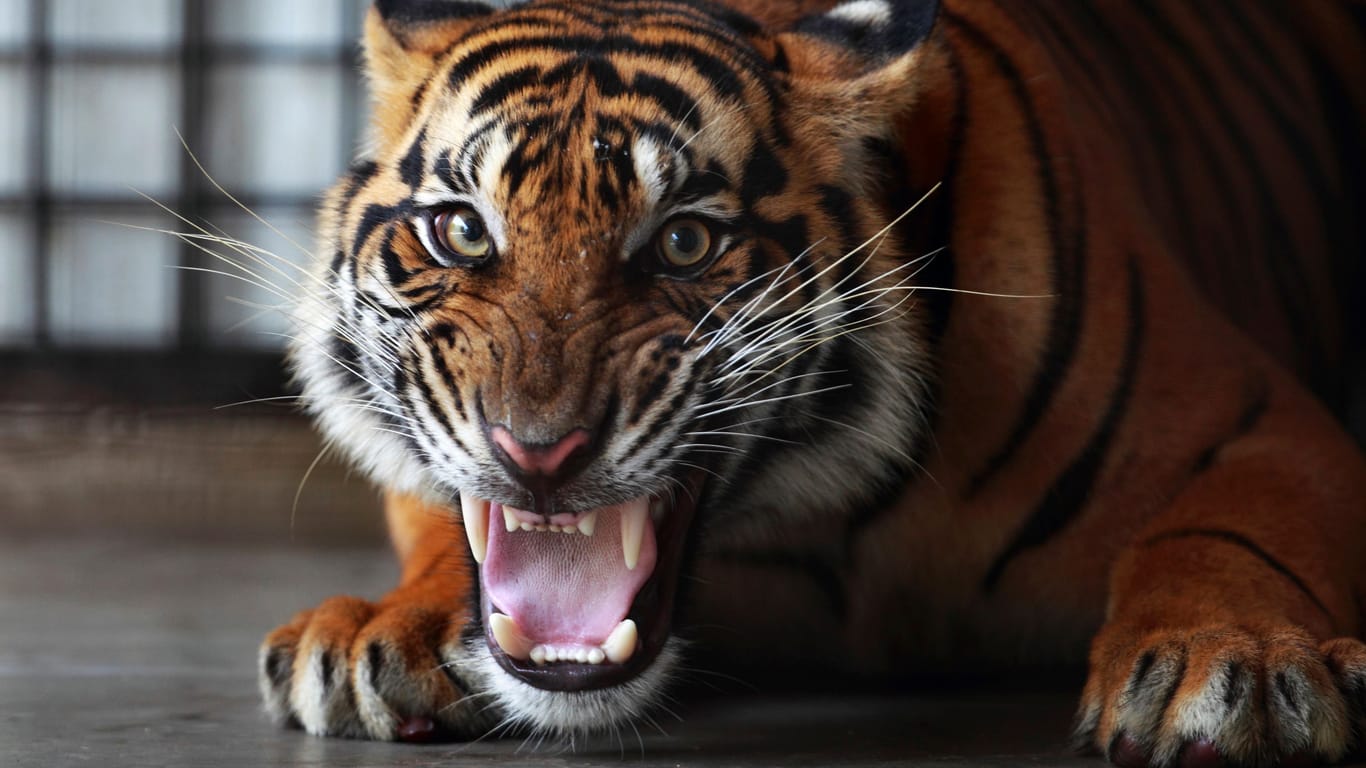 Sumatra-Triger (Symbolbild): Das Tier wurde in einem geschlossenen Raum in einem Käfig gehalten.