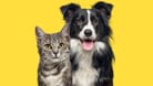 Hund und Katze kennt jeder – aber Deutschlands Artenvielfalt ist weit größer. Testen Sie Ihr Wissen im Quiz!