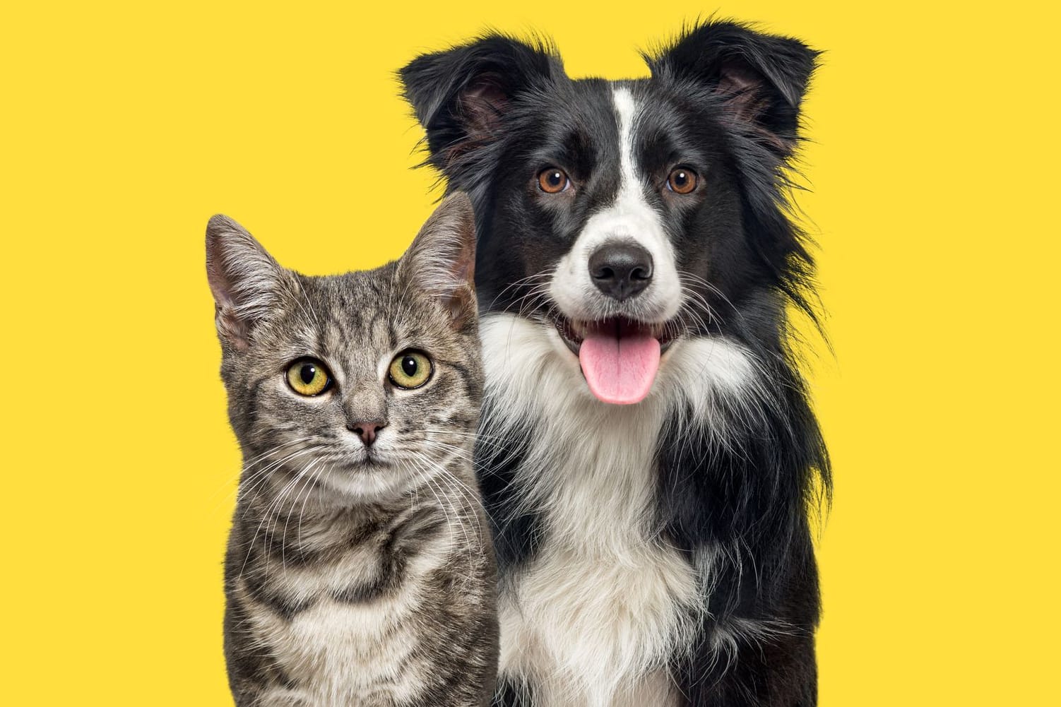 Hund und Katze kennt jeder – aber Deutschlands Artenvielfalt ist weit größer. Testen Sie Ihr Wissen im Quiz!