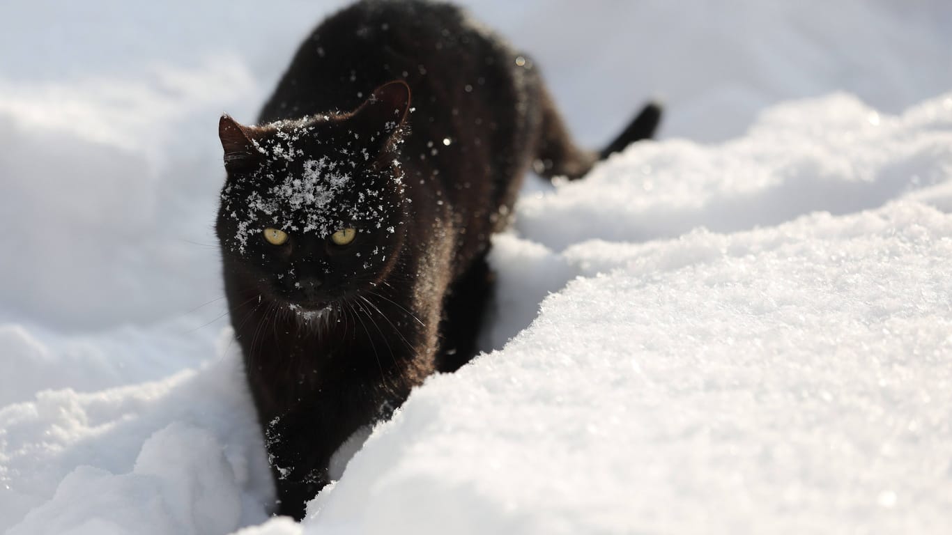 Katzen kommen dank ihres Fells in der Regel gut mit Kälte zurecht. Aber ein paar Dinge sollten Katzenbesitzer beachten.