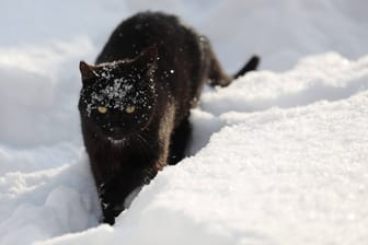 Katzen kommen dank ihres Fells in der Regel gut mit Kälte zurecht. Aber ein paar Dinge sollten Katzenbesitzer beachten.