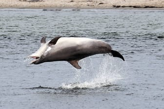 Delfin "Delle" im Mai in der Lübecker Bucht (Archivbild): Seit einigen Tagen schwimmt er wieder in Travemünde.