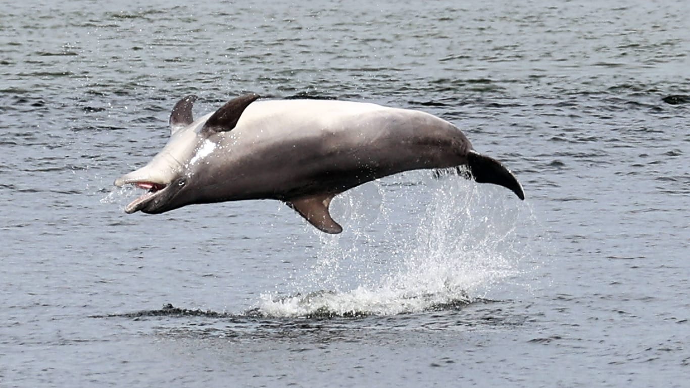 Delfin "Delle" im Mai in der Lübecker Bucht (Archivbild): Seit einigen Tagen schwimmt er wieder in Travemünde.