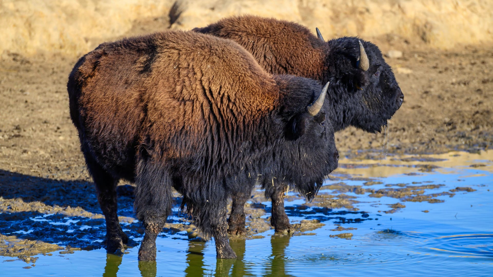 Wisent in einem deutschen Naturpark (Symbolbild): Der Wisent oder Europäische Bison ist eine Rinderart.