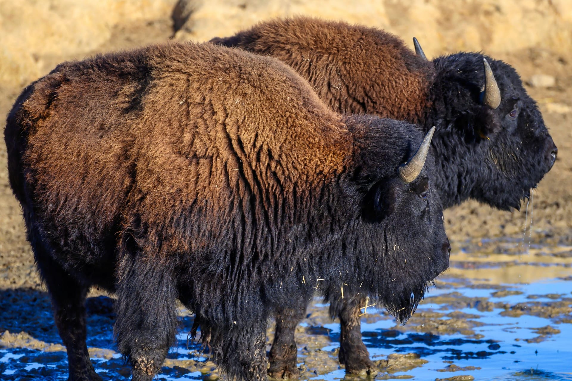 Wisent in einem deutschen Naturpark (Symbolbild): Der Wisent oder Europäische Bison ist eine Rinderart.