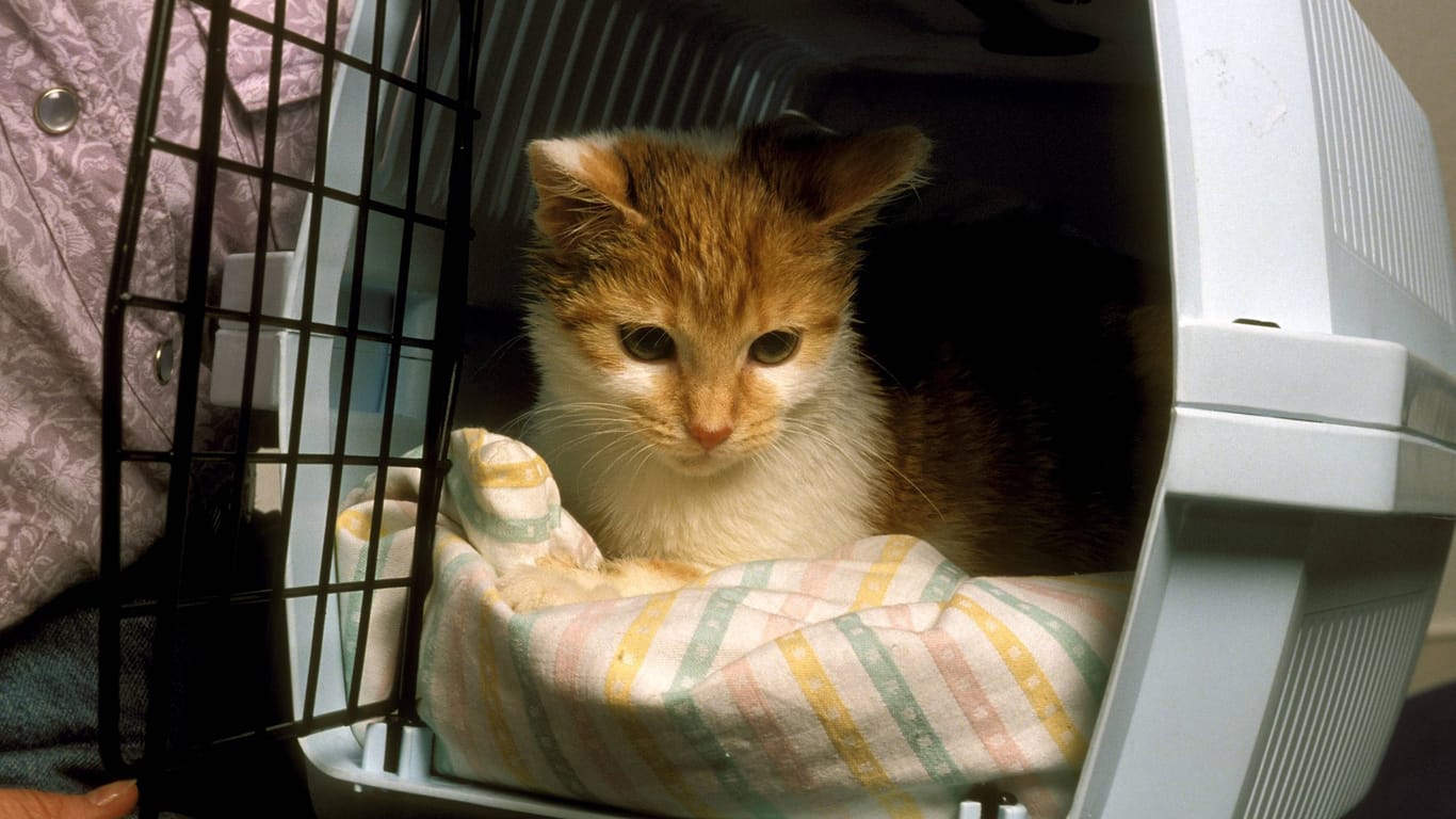 Eine Katze sitzt in einer Transportkiste (Symbolfoto): In einem Fall hinterließ der Besitzer dem Tier nur ein paar Kartoffelchips und verschwand.
