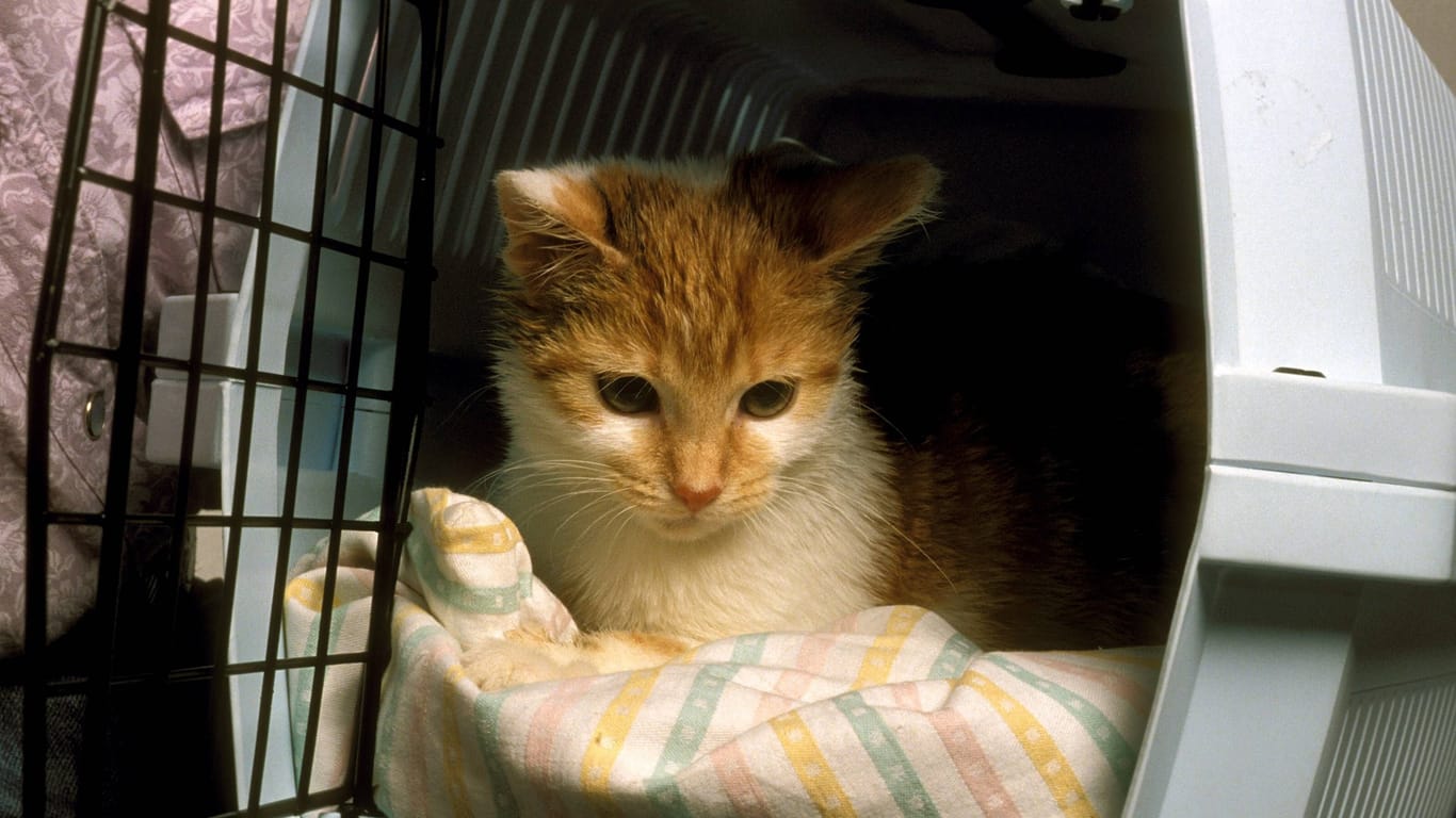 Katze sitzt in einer Transportkiste (Symbolbild): Der Kater war sehr krank.