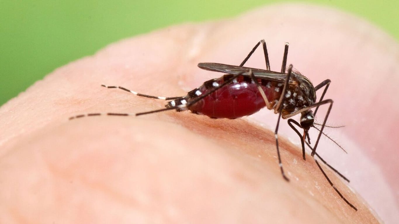 Aedes koreicus (koreanische Buschmücke): Sie könnte sich jetzt auch auf Mallorca ausbreiten.