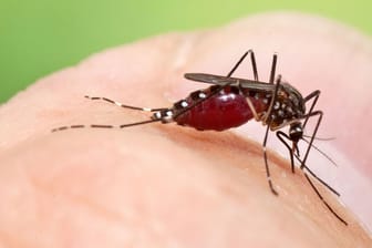 Aedes koreicus (koreanische Buschmücke): Sie könnte sich jetzt auch auf Mallorca ausbreiten.