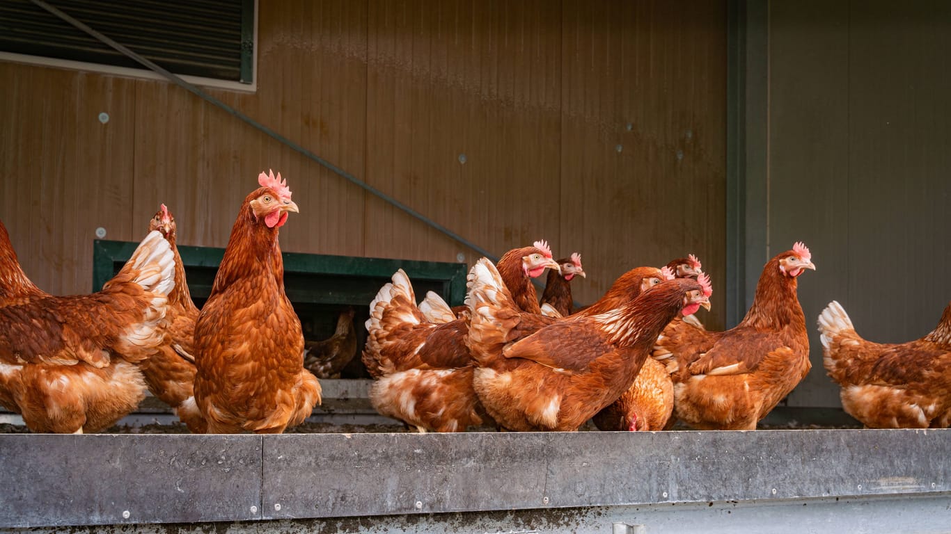 Hühner auf einem Geflügelhof (Symbolfoto).