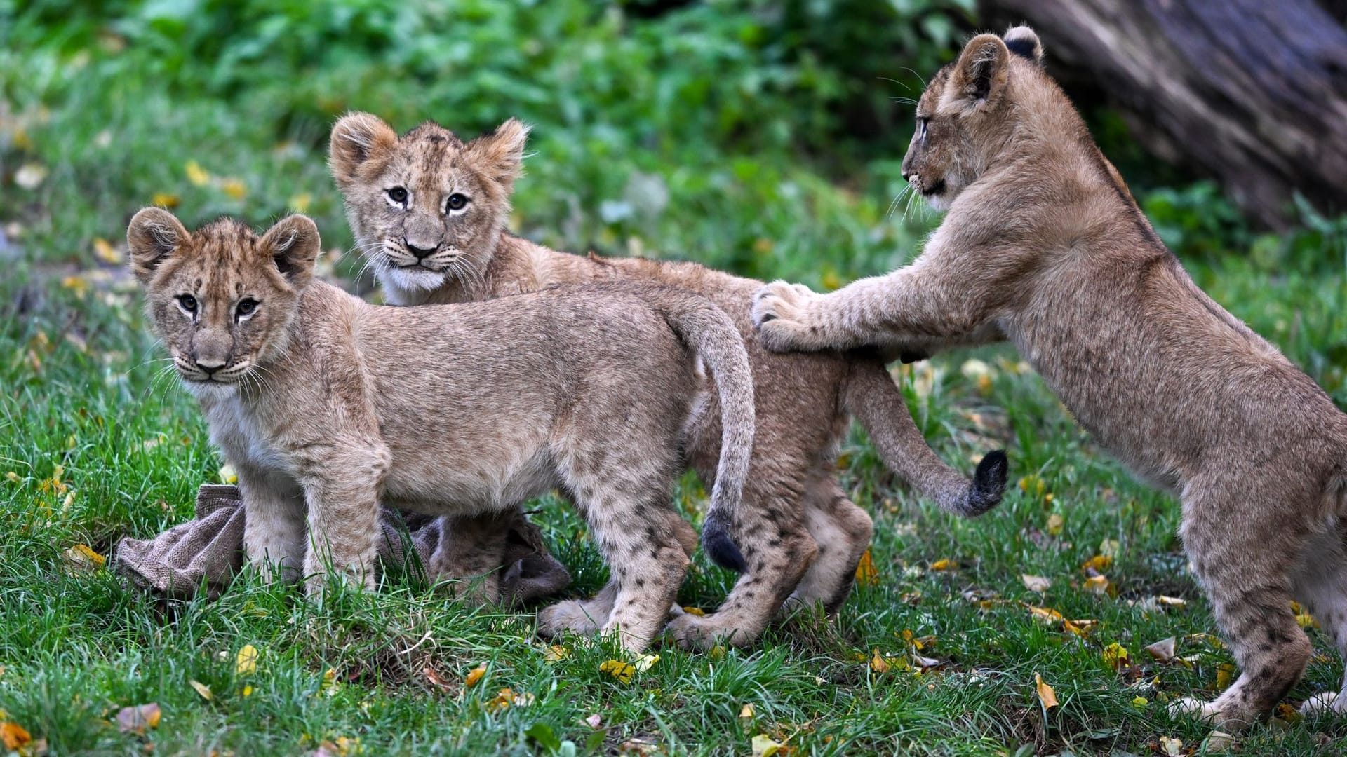 Leipzig: Für die drei männlichen Löwen-Jungtiere suchte der Leipziger Zoo in der Öffentlichkeit nach Namen.