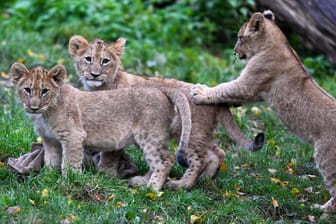 Leipzig: Für die drei männlichen Löwen-Jungtiere suchte der Leipziger Zoo in der Öffentlichkeit nach Namen.