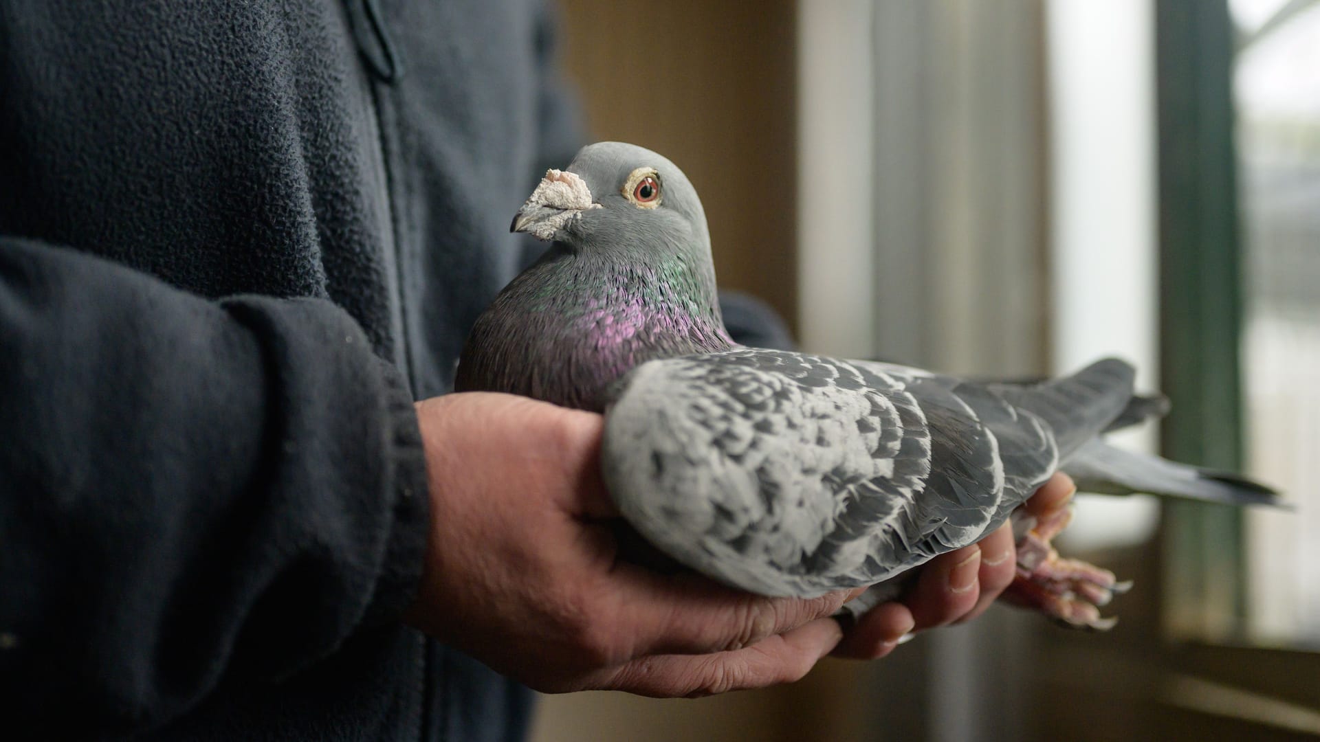 Person mit Taube in der Hand (Symbolbild): Person mit Taube in der Hand (Symbolbild):