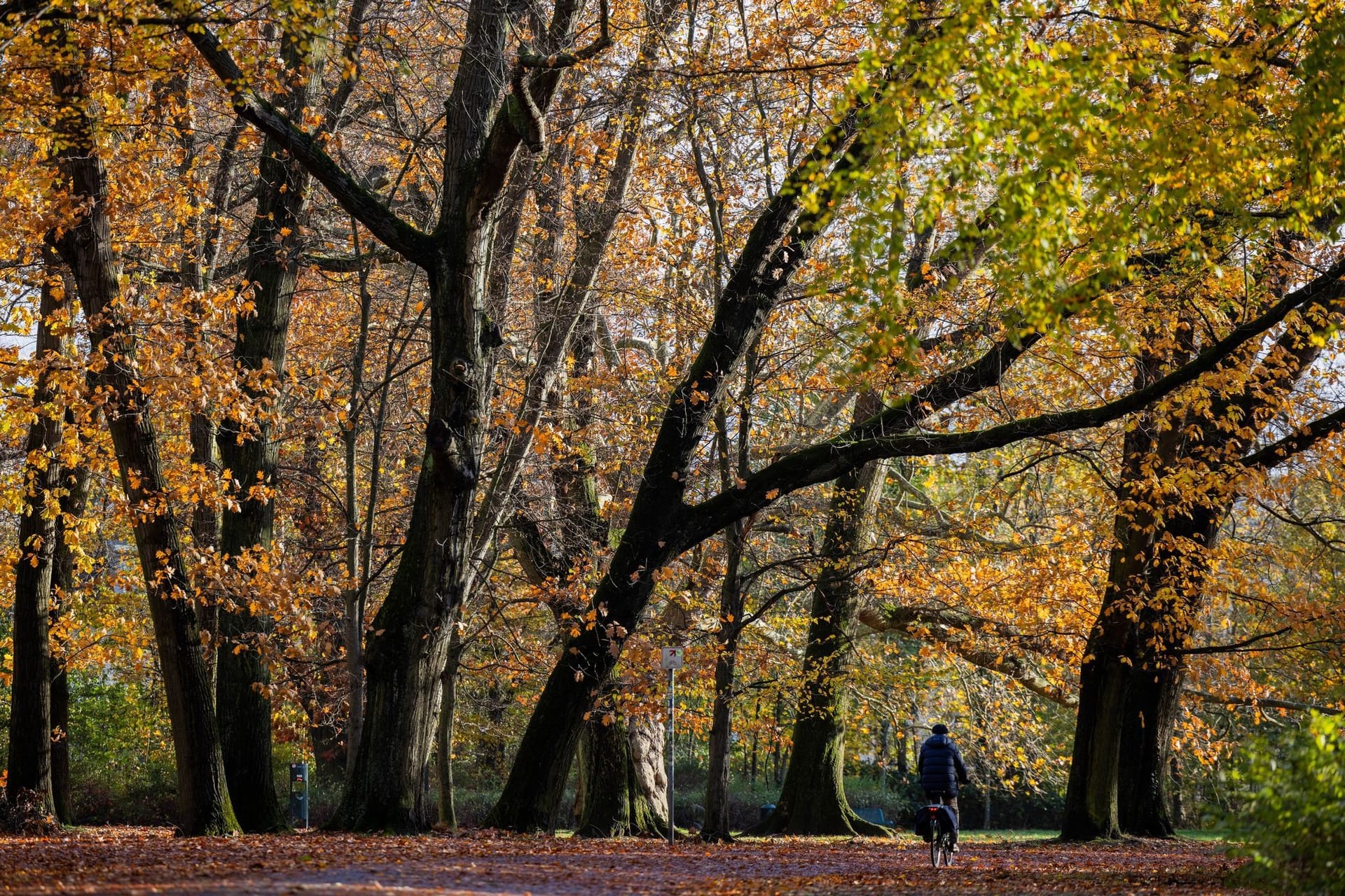 Herbst in Köln