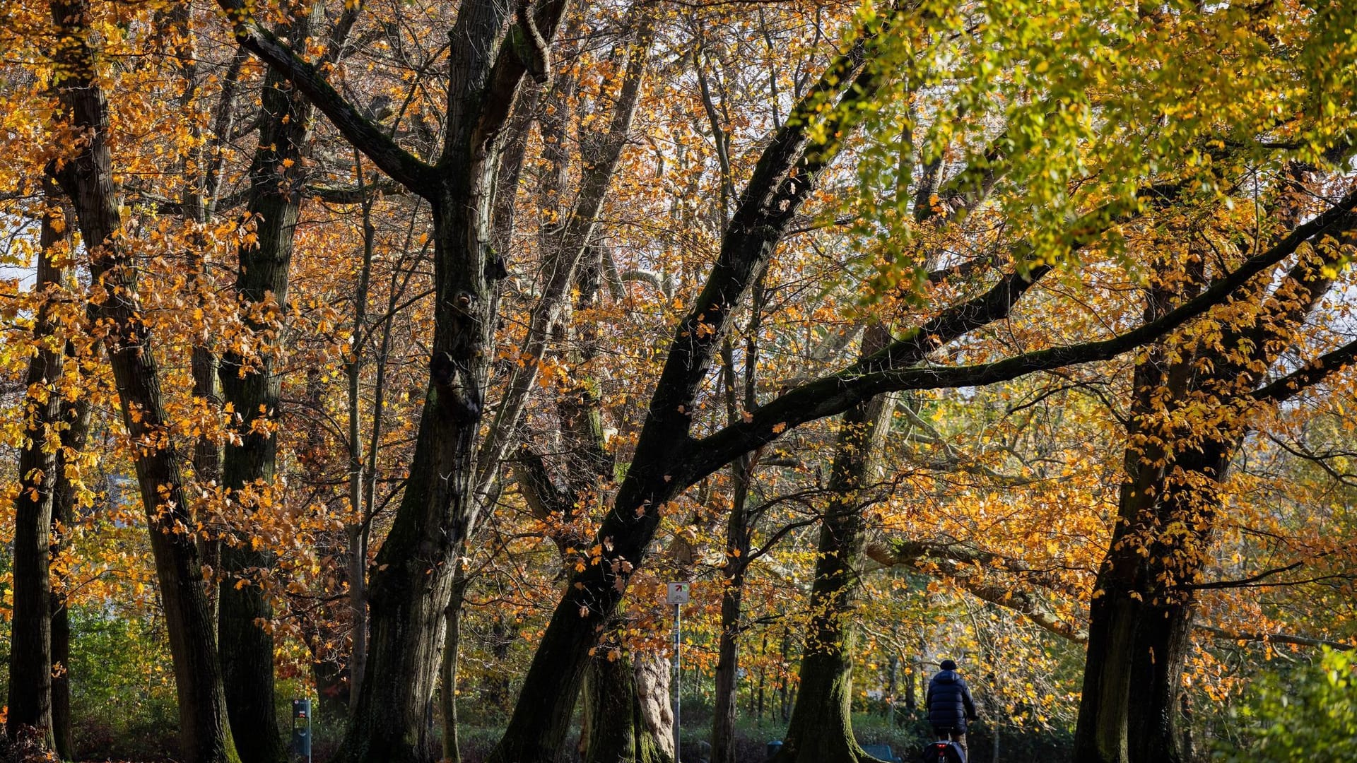 Herbst in Köln Herbst in Köln