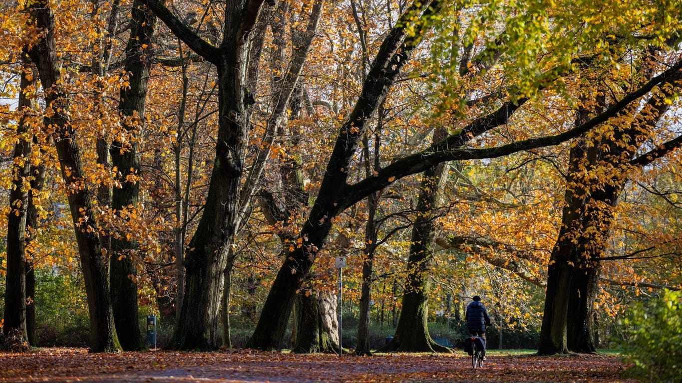 Herbst in Köln