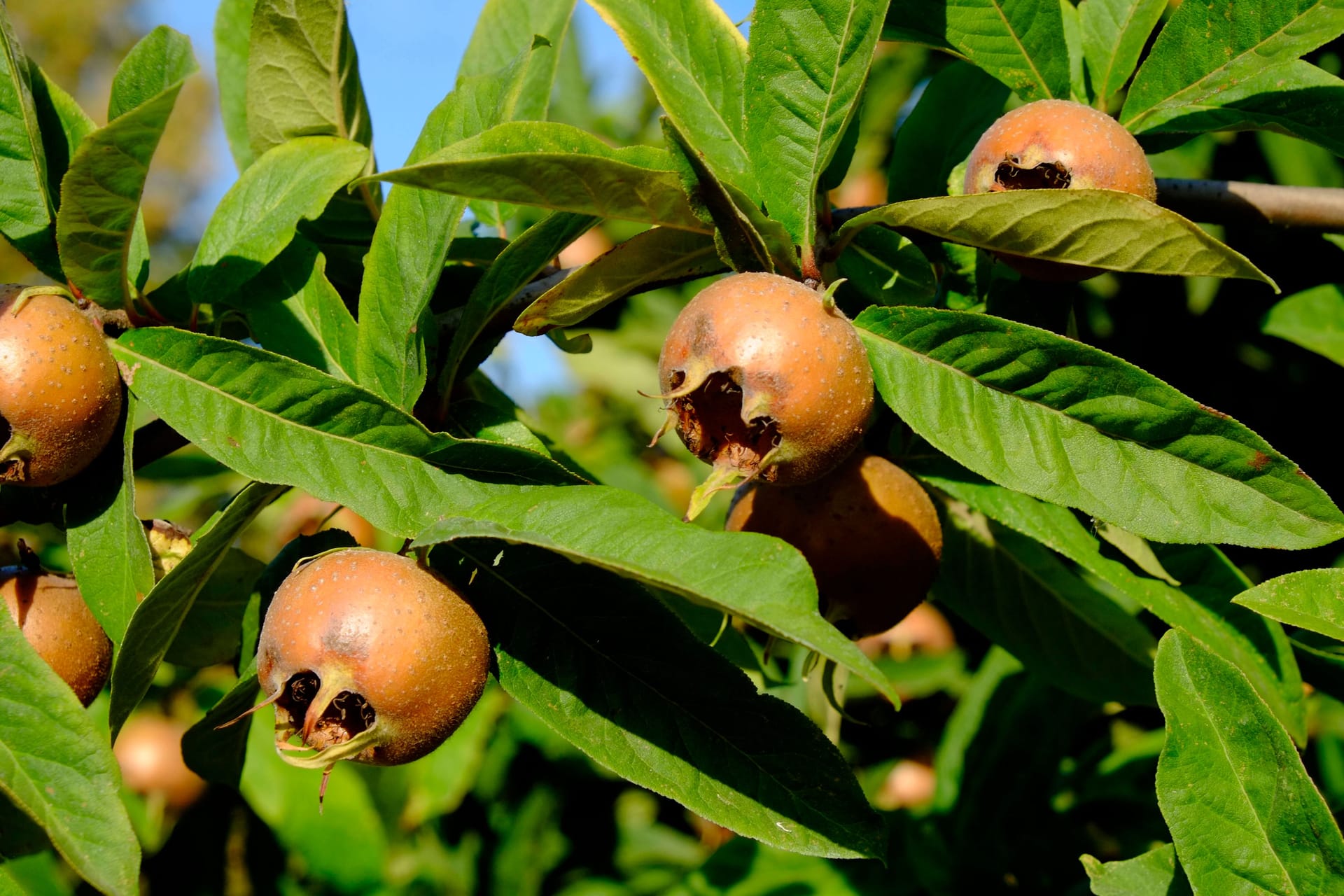 Die Früchte der Mispel sind gut geeignet für Marmeladen und Gelees.