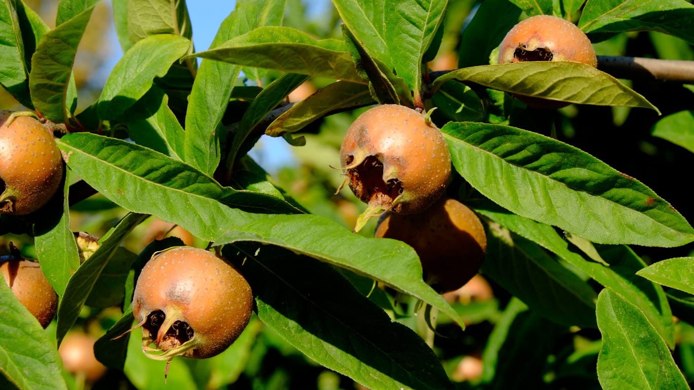Die Früchte der Mispel sind gut geeignet für Marmeladen und Gelees.