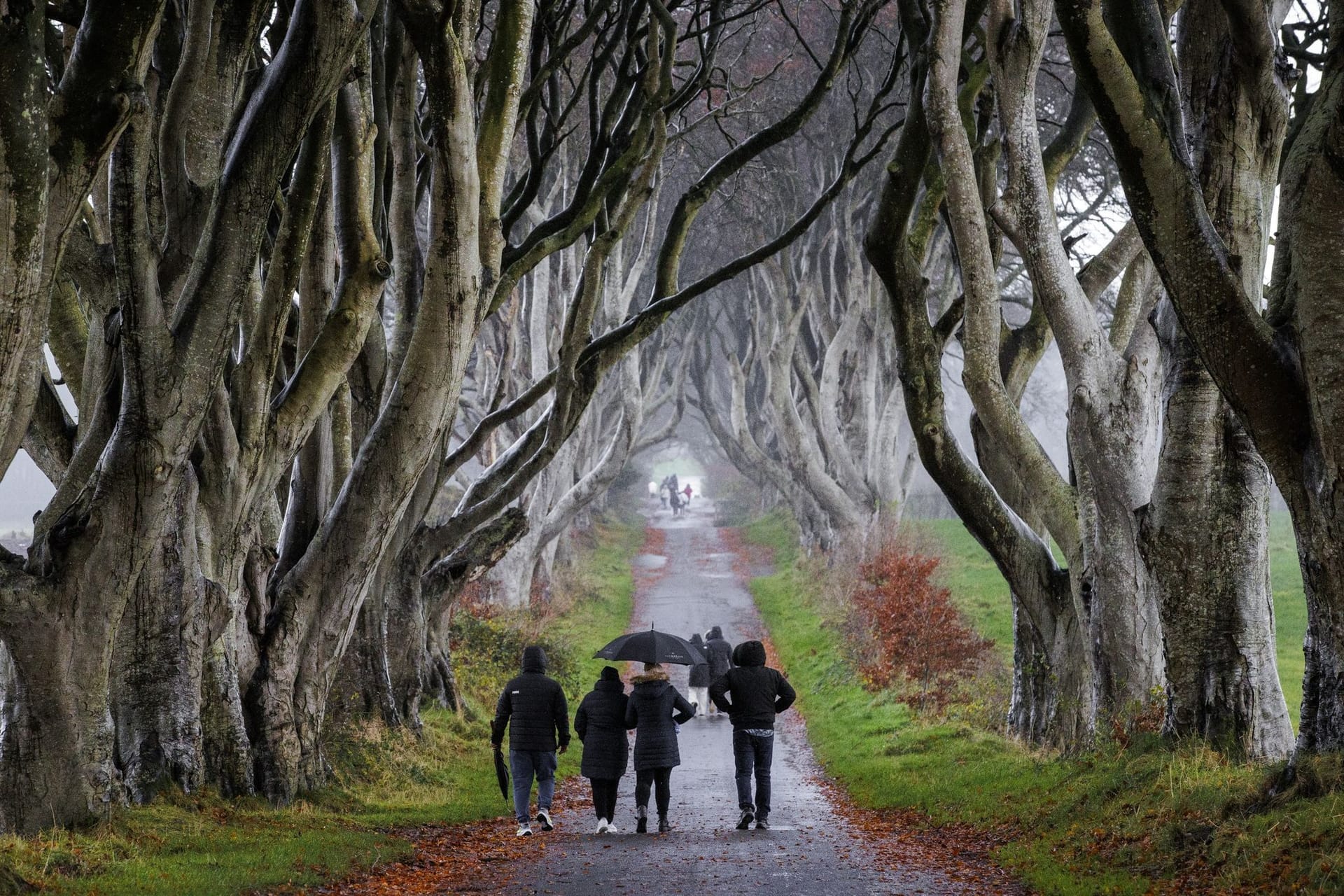 Dark Hedges