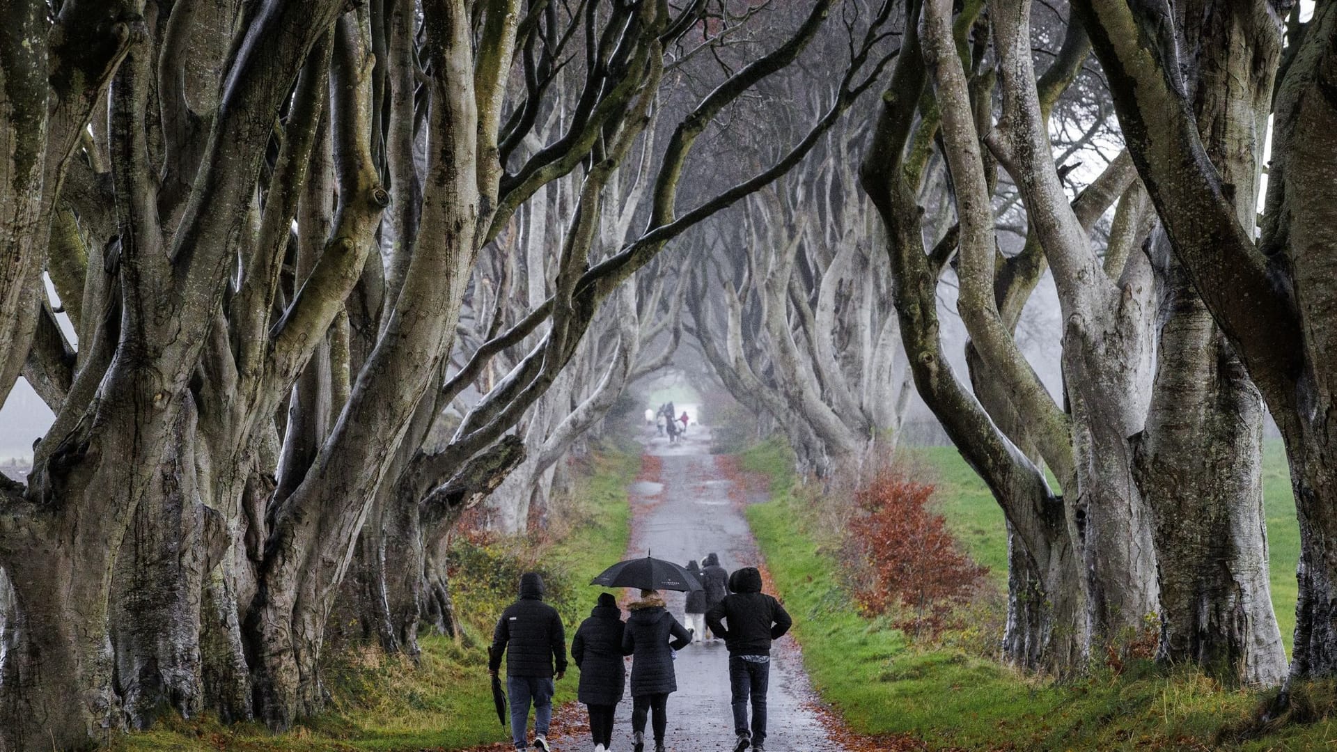 Dark Hedges