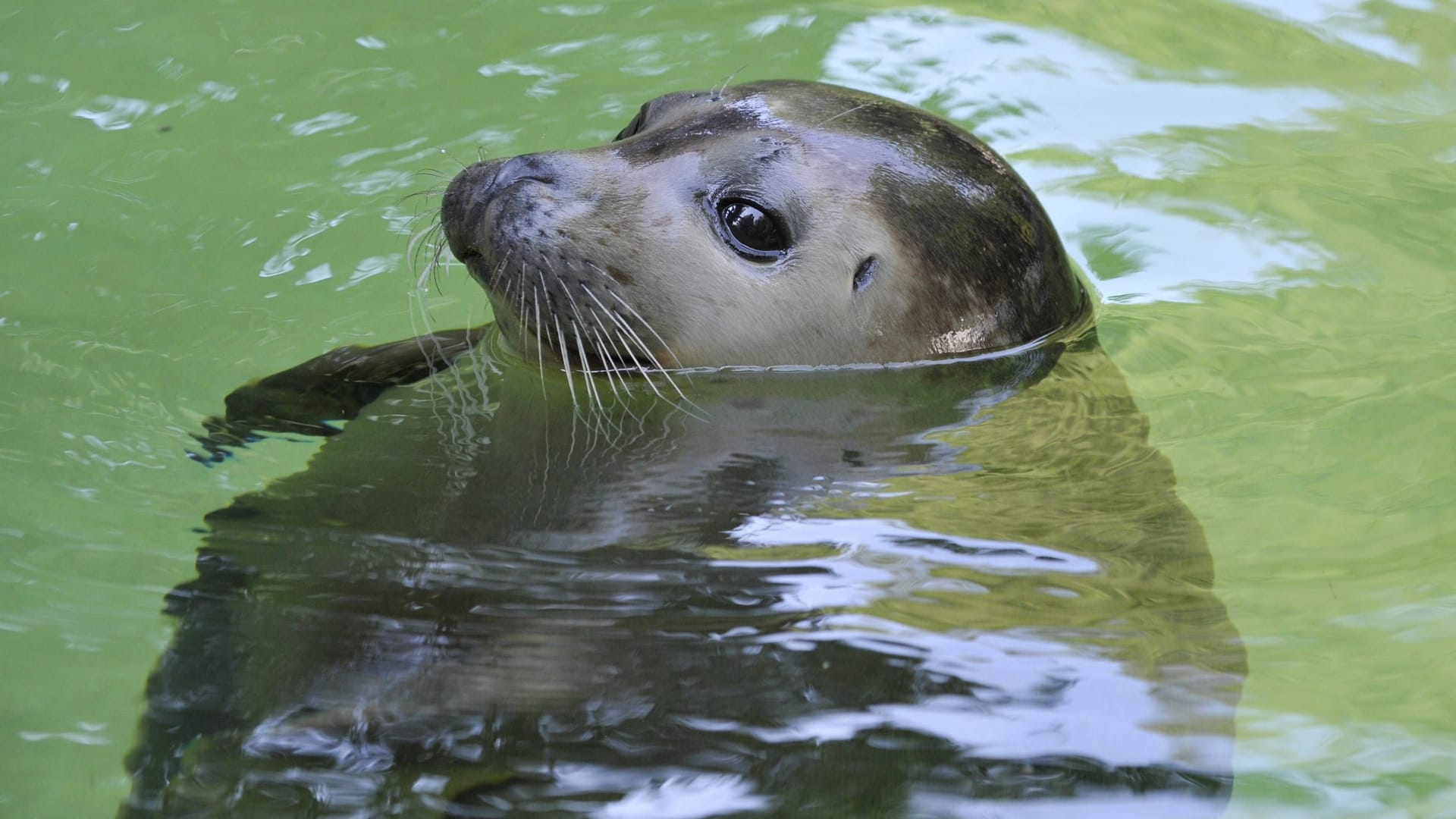 Ein Seehund schwimmt im Becken (Archivfoto): Dem Tierpark Neumünster droht die Insolvenz