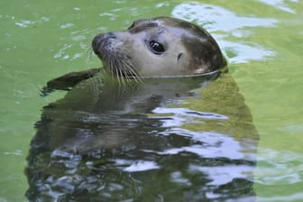 Ein Seehund schwimmt im Becken (Archivfoto): Dem Tierpark Neumünster droht die Insolvenz