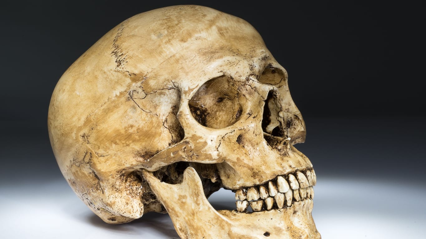 Menschlicher Schädel (Symbolbild): Ein solcher Fund war in das Angebot einer Halloween-Abteilung geraten.