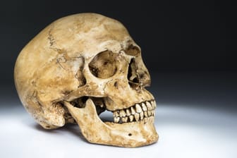 Menschlicher Schädel (Symbolbild): Ein solcher Fund war in das Angebot einer Halloween-Abteilung geraten.