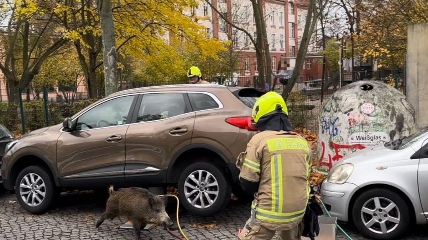 Berlin: Die Feuerwehr konnte das Wildschwein befreien.