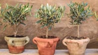 Olivenbaum überwintern und vor Frostschaden sichern