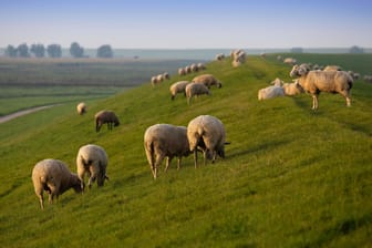 Schafe am Deich (Archivbild): Nicht nur sie sind typisch für Ostfriesland, auch bestimmte Nachnamen.