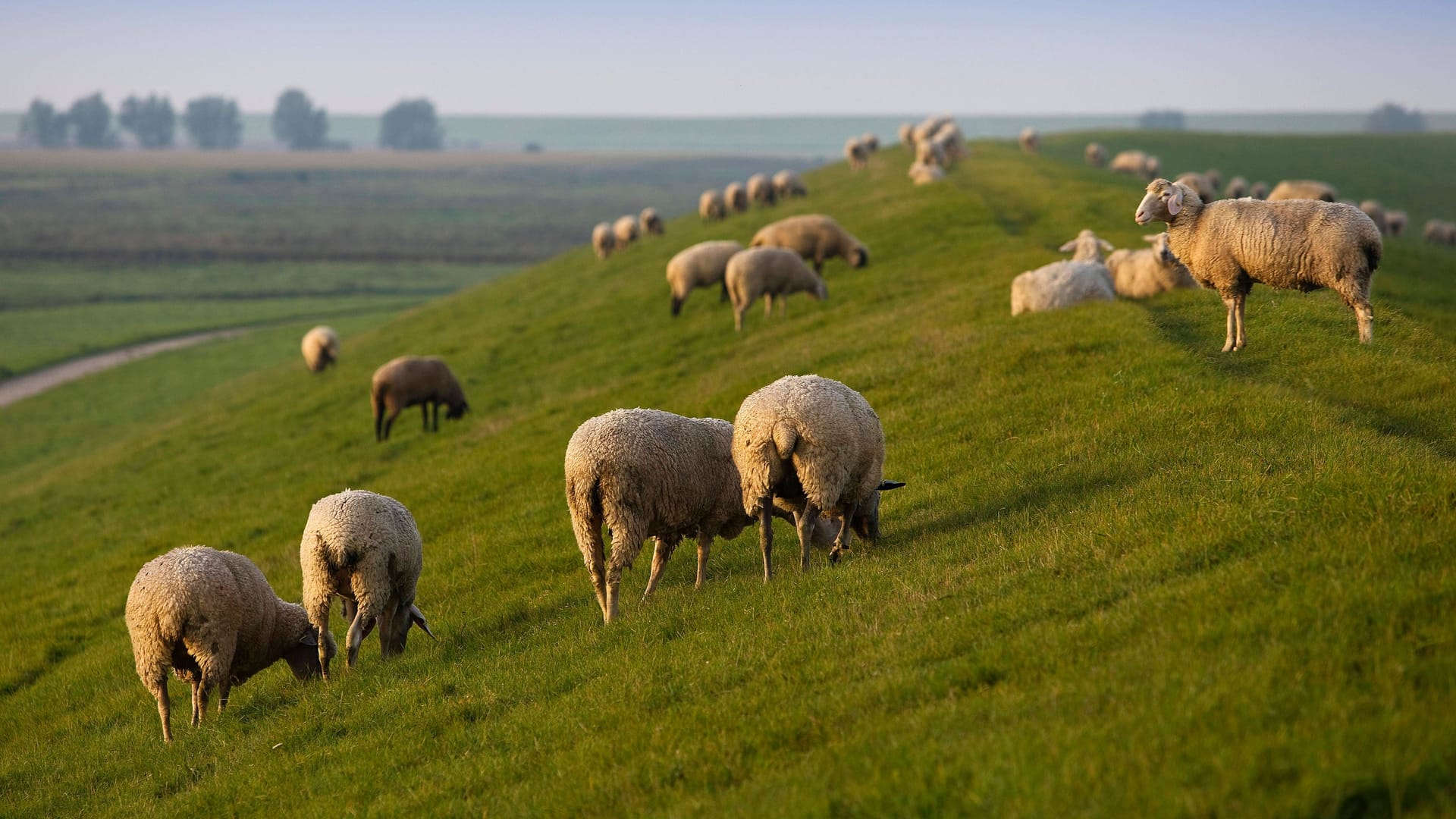 Schafe am Deich (Archivbild): Nicht nur sie sind typisch für Ostfriesland, auch bestimmte Nachnamen.