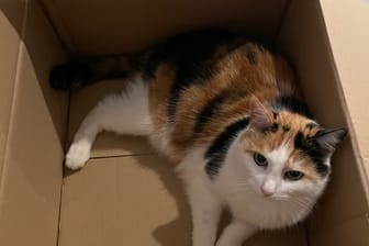 Eine Katze in einem Karton (Symbolbild): Das Tierheim Coburg will verhindern, dass Tiere zu Weihnachten verschenkt werden.