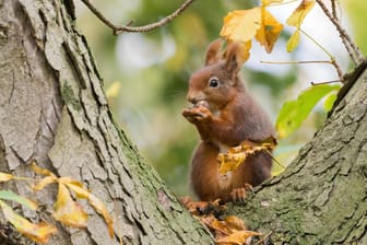 Ein Eichhörnchen sitzt auf einem Baum und knabbert an einer Nuss.