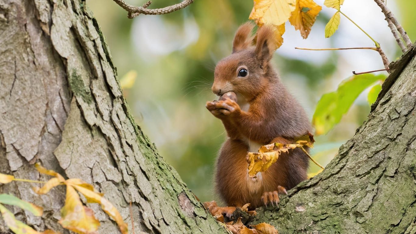 Ein Eichhörnchen sitzt auf einem Baum und knabbert an einer Nuss.