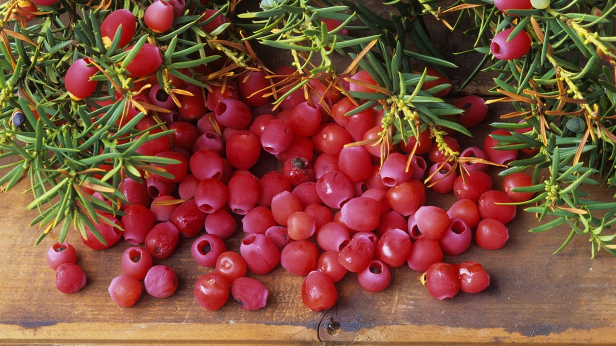 Eibenfrüchte sind essbar Rezept für leckere Marmelade