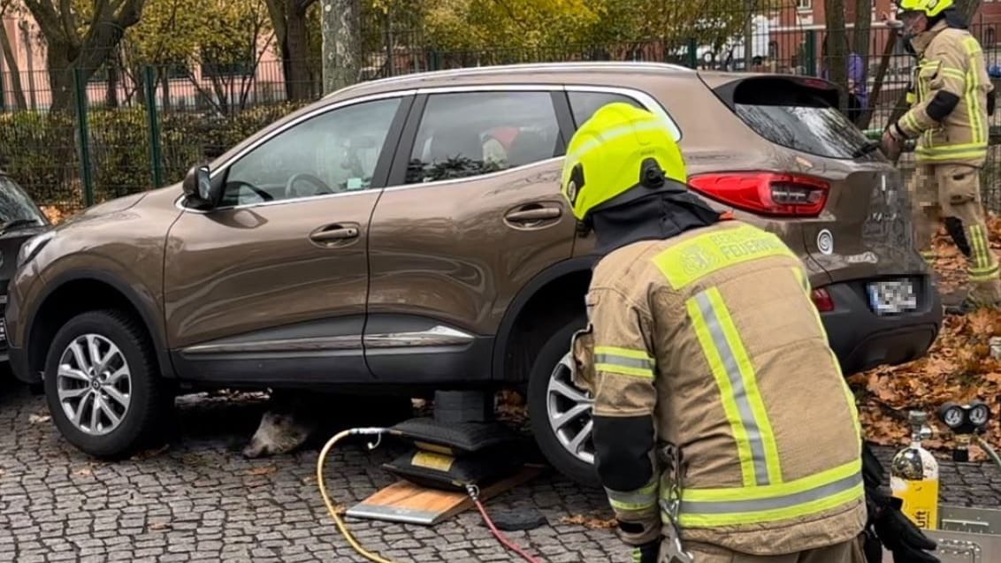 Berlin: Ein Wildschwein geriet unter ein Auto. Die Feuerwehr musste es retten. Berlin: Ein Wildschwein geriet unter ein Auto. Die Feuerwehr musste es retten.