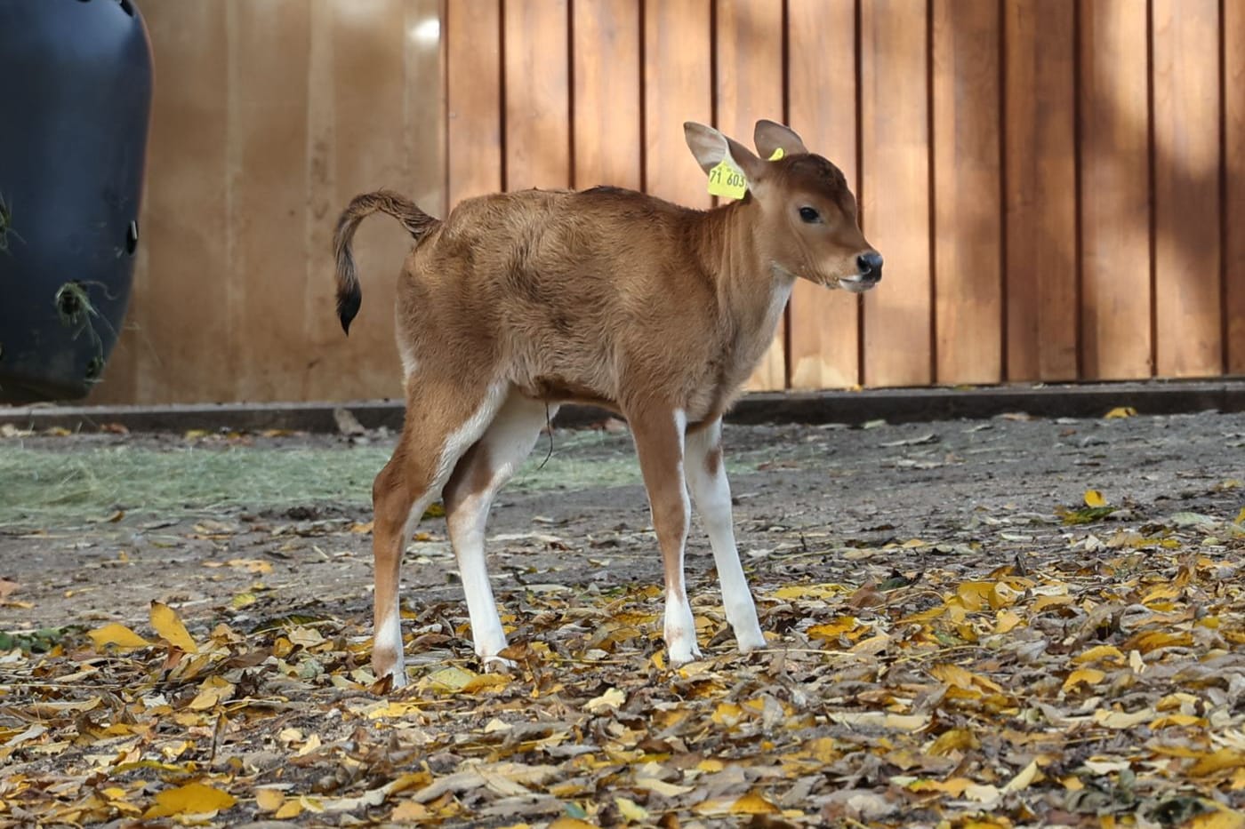 Das Kälbchen "Wika" sei sehr agil und trinke genug, teilte der Zoo mit.