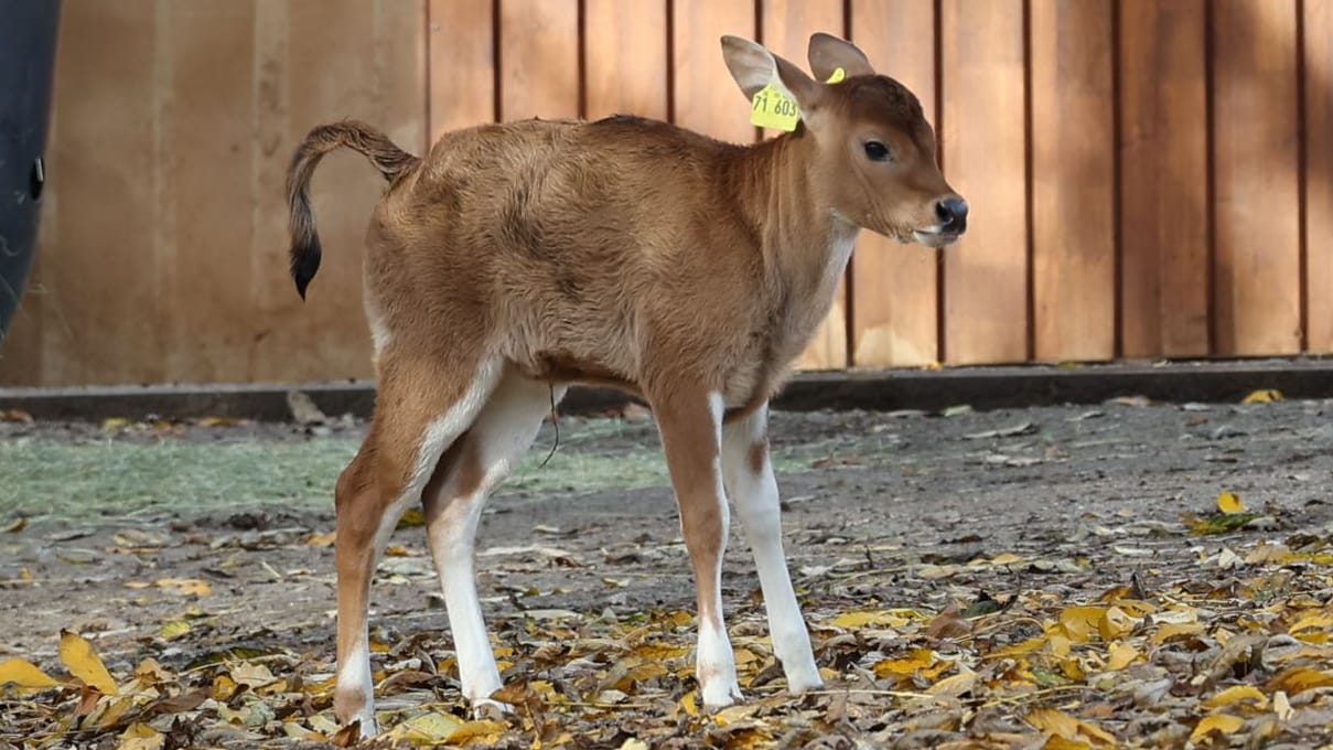 Das Kälbchen "Wika" sei sehr agil und trinke genug, teilte der Zoo mit.