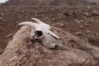 Schädel eines Tieres in einer Wüste in Afrika (Symbolbild): Die globale Erderwärmung hat für Menschen und Tiere teils tödliche Folgen.