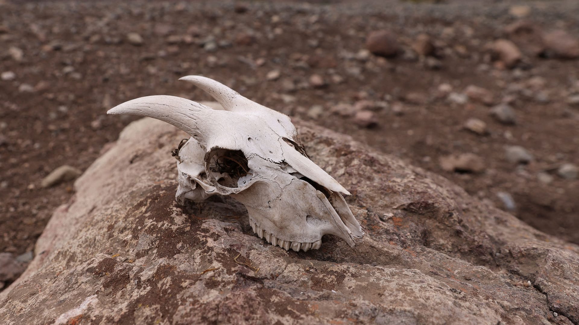 Schädel eines Tieres in einer Wüste in Afrika (Symbolbild): Die globale Erderwärmung hat für Menschen und Tiere teils tödliche Folgen.