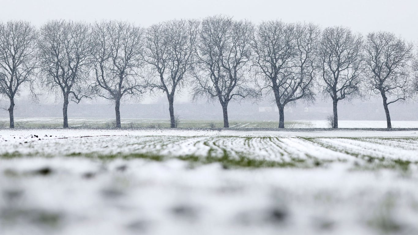 Erster Schneefall im neuen Jahr (Symbolfoto): Auch in Hamburg könnte es weiß werden.