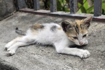 Eine abgemagerte Katze (Symbolbild): Auf dem Grundstück lebten auch Jungtiere.